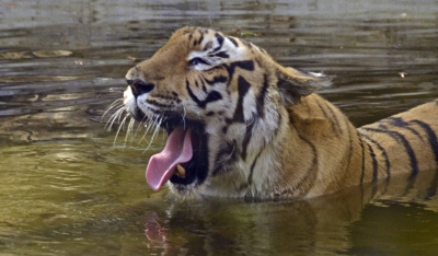 Tiger population in Bengal's Sunderbans expected to go up to 150 | Tiger population in Bengal's Sunderbans expected to go up to 150