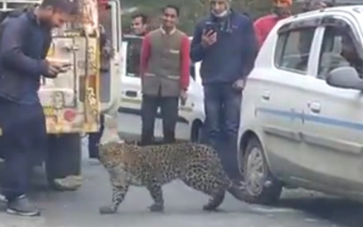 Leopard 'plays' with motorists in Himachal, raises concern | Leopard 'plays' with motorists in Himachal, raises concern