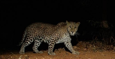 Leopard spotted again in Delhi's Tughlaqabad, residents alerted | Leopard spotted again in Delhi's Tughlaqabad, residents alerted