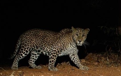 Leopard kills elderly woman in UP | Leopard kills elderly woman in UP