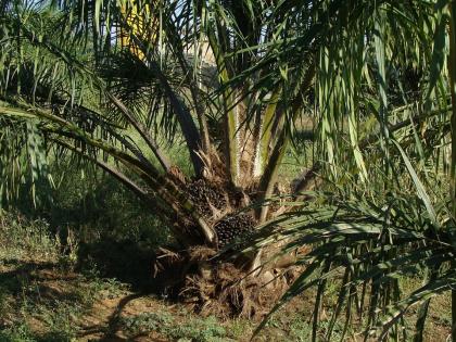 Centre’s oil palm expansion plan to hurt NE: MPs shoot off letter to PM | Centre’s oil palm expansion plan to hurt NE: MPs shoot off letter to PM