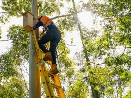 Sydney installs nesting boxes to protect wildlife | Sydney installs nesting boxes to protect wildlife