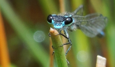 Destruction of wetlands leading to global decline of dragonflies | Destruction of wetlands leading to global decline of dragonflies