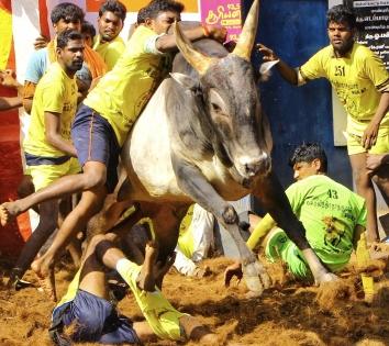 Two persons gored to death by bull during Jallikattu in TN | Two persons gored to death by bull during Jallikattu in TN Two persons gored to death by bull during Jallikattu in TN | Two persons gored to death by bull during Jallikattu in TN