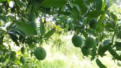 One mango tree with 121 varieties of the fruit | One mango tree with 121 varieties of the fruit