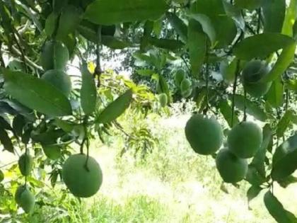 Felling of mango, five other tree species banned in Himachal | Felling of mango, five other tree species banned in Himachal Felling of mango, five other tree species banned in Himachal | Felling of mango, five other tree species banned in Himachal