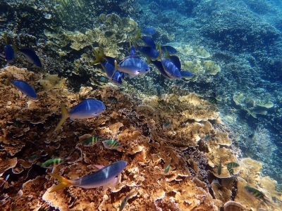 Great Barrier Reef undergoes worst mass bleaching event | Great Barrier Reef undergoes worst mass bleaching event