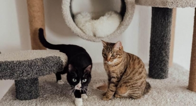 Specialised services for guests' pets at this hotel | Specialised services for guests' pets at this hotel Specialised services for guests' pets at this hotel | Specialised services for guests' pets at this hotel