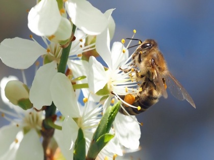 Researchers find why plant diversity is so important for bee diversity | Researchers find why plant diversity is so important for bee diversity