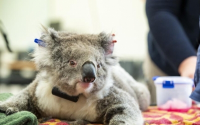 Koalas return to Aussie wild after being rescued from bushfires | Koalas return to Aussie wild after being rescued from bushfires Koalas return to Aussie wild after being rescued from bushfires | Koalas return to Aussie wild after being rescued from bushfires