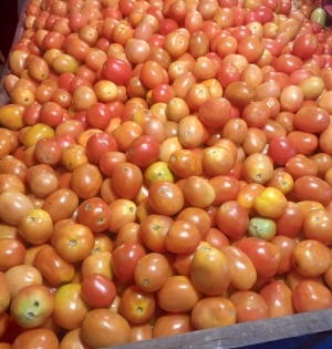 Tomato now costs Rs 500 per kilo in Lahore | Tomato now costs Rs 500 per kilo in Lahore