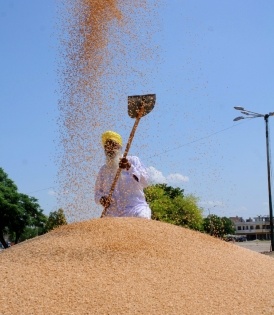 Wheat procurement at all time high, paddy procurement on | Wheat procurement at all time high, paddy procurement on