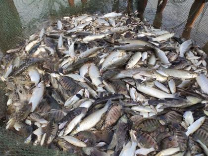 Goa BJP MLA suggests to invent ‘test strip’ to check formalin in fish | Goa BJP MLA suggests to invent ‘test strip’ to check formalin in fish Goa BJP MLA suggests to invent ‘test strip’ to check formalin in fish | Goa BJP MLA suggests to invent ‘test strip’ to check formalin in fish