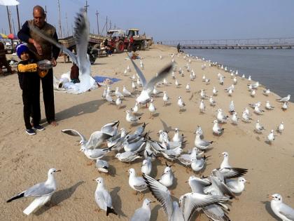 Bird flu continues to evoke panic, several states on alert | Bird flu continues to evoke panic, several states on alert Bird flu continues to evoke panic, several states on alert | Bird flu continues to evoke panic, several states on alert