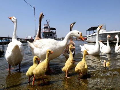Karnataka on alert to contain bird flu spread, blocks poultry from Kerala | Karnataka on alert to contain bird flu spread, blocks poultry from Kerala Karnataka on alert to contain bird flu spread, blocks poultry from Kerala | Karnataka on alert to contain bird flu spread, blocks poultry from Kerala