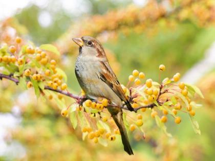 Odisha activist creates awareness about protecting sparrows by singing poems | Odisha activist creates awareness about protecting sparrows by singing poems