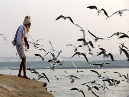 Bird flu: Maha govt starts helpline number to report unusual mortality of birds | Bird flu: Maha govt starts helpline number to report unusual mortality of birds