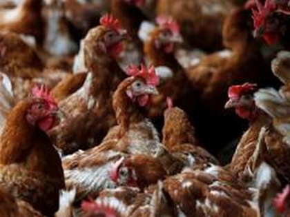Maharashtra confirms bird flu, 800 chickens found dead in Murumba village | Maharashtra confirms bird flu, 800 chickens found dead in Murumba village