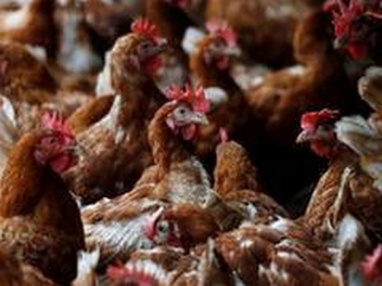 Bird flu: 45 chickens found dead in Maharashtra's Palghar | Bird flu: 45 chickens found dead in Maharashtra's Palghar