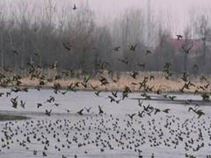 165 birds found dead in Rajasthan today | 165 birds found dead in Rajasthan today