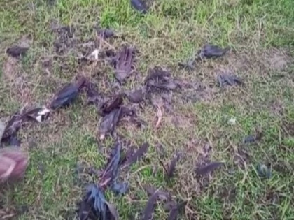 Tripura: Forest dept says it did not find any bird carcasses at Udaipur's Sukh Sagar Lake | Tripura: Forest dept says it did not find any bird carcasses at Udaipur's Sukh Sagar Lake