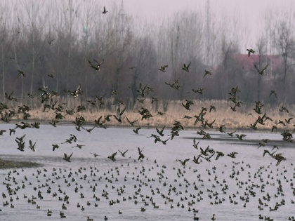 Bird flu scare: Sanjay Lake, three recreational parks shut in Delhi | Bird flu scare: Sanjay Lake, three recreational parks shut in Delhi