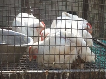 Bird flu scare causes loss in poultry businesses across India | Bird flu scare causes loss in poultry businesses across India