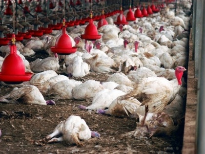 Bird Flu or Inhumane Farming; Animals in Farms are at a Higher Risk of Diseases | Bird Flu or Inhumane Farming; Animals in Farms are at a Higher Risk of Diseases