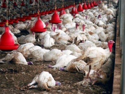 Japan culled record 5.8 million chickens since November 2020 | Japan culled record 5.8 million chickens since November 2020