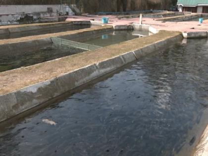 Trout breeding showing positive results in J-K | Trout breeding showing positive results in J-K