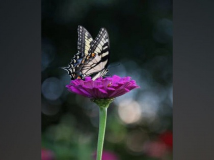 Excess nitrogen puts butterflies at risk, researchers affirm | Excess nitrogen puts butterflies at risk, researchers affirm