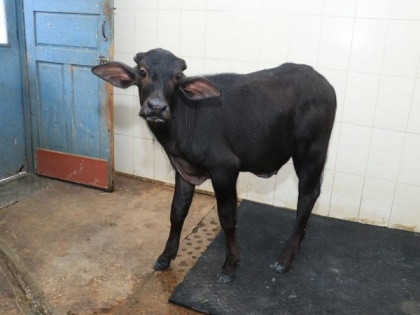 NDRI uses clone technology to develop buffalo calf 'Tejas' for high milk yield | NDRI uses clone technology to develop buffalo calf 'Tejas' for high milk yield