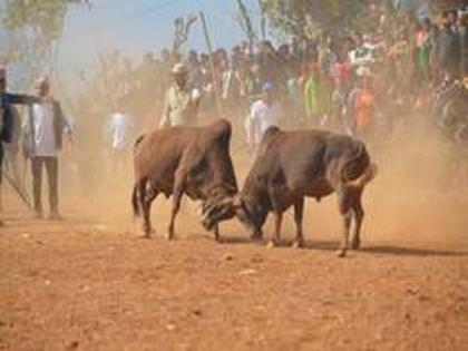 Two booked in Goa for organising bull fight | Two booked in Goa for organising bull fight