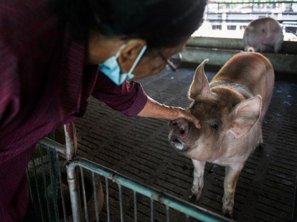 Uttarakhand confirms cases of African Swine Fever | Uttarakhand confirms cases of African Swine Fever