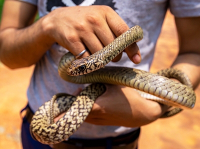 Five-foot long rat snake rescued in Delhi | Five-foot long rat snake rescued in Delhi