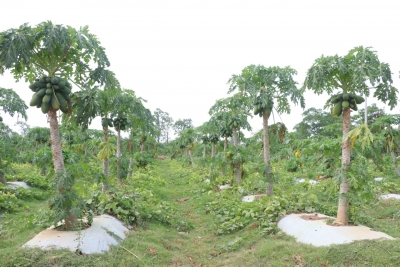 Bastar women receive praise for papaya farming on barren land | Bastar women receive praise for papaya farming on barren land