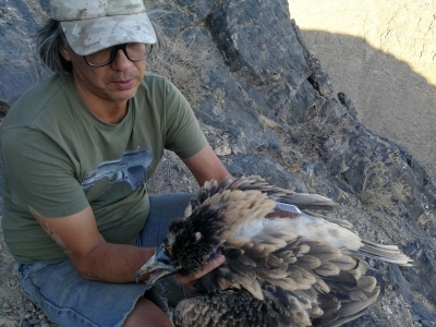 Flying from breeding grounds in Uzbekistan, Anya & Arys migrate to India | Flying from breeding grounds in Uzbekistan, Anya & Arys migrate to India Flying from breeding grounds in Uzbekistan, Anya & Arys migrate to India | Flying from breeding grounds in Uzbekistan, Anya & Arys migrate to India