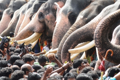 FIR filed against abuse of TN temple elephant | FIR filed against abuse of TN temple elephant