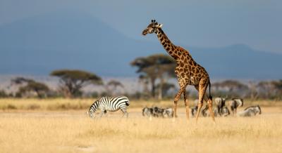 Tanzania allocates $39.1mn for tourism recovery | Tanzania allocates $39.1mn for tourism recovery Tanzania allocates $39.1mn for tourism recovery | Tanzania allocates $39.1mn for tourism recovery