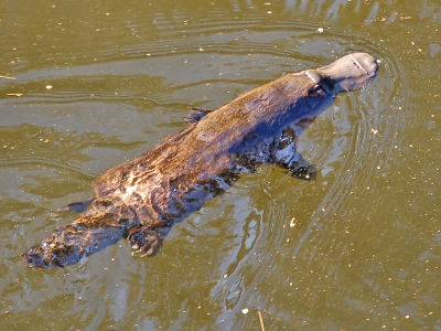 Fishing net ban to protect South Australia's platypuses | Fishing net ban to protect South Australia's platypuses