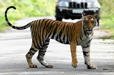 Three-phase tiger census begins in MP | Three-phase tiger census begins in MP
