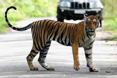 Farmer injured in tiger attack in UP's Lakhimpur | Farmer injured in tiger attack in UP's Lakhimpur