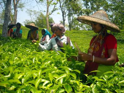Assam Orthodox tea fetches Rs 22K a kg at Kolkata auction market | Assam Orthodox tea fetches Rs 22K a kg at Kolkata auction market