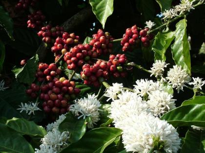 Coffee planters in Karnataka heave sigh of relief as prices go up, cup of coffee to cost more | Coffee planters in Karnataka heave sigh of relief as prices go up, cup of coffee to cost more Coffee planters in Karnataka heave sigh of relief as prices go up, cup of coffee to cost more | Coffee planters in Karnataka heave sigh of relief as prices go up, cup of coffee to cost more