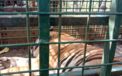 Tiger MDT 23 kept in kraal at Mysore Zoo rescue centre, health improving | Tiger MDT 23 kept in kraal at Mysore Zoo rescue centre, health improving
