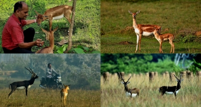 Ganjam, Odisha: What does it take to be friends with the Indian antelope? | Ganjam, Odisha: What does it take to be friends with the Indian antelope?