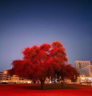 Mumbai man among winners of Apple Night Mode photo challenge | Mumbai man among winners of Apple Night Mode photo challenge
