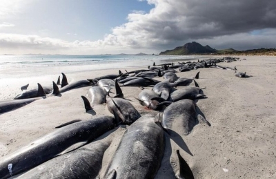 2 back-to-back mass whale strandings on NZ's Chatham Islands | 2 back-to-back mass whale strandings on NZ's Chatham Islands