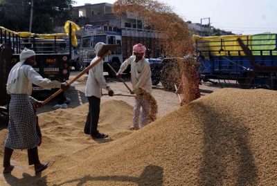 Rabi sowing picking up, wheat and oilseeds march ahead | Rabi sowing picking up, wheat and oilseeds march ahead