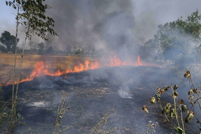 Farm fires in Punjab this year till now less than last year's, but more than 2019 | Farm fires in Punjab this year till now less than last year's, but more than 2019